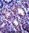 Apolipoprotein O Like antibody, abx027862, Abbexa, Immunohistochemistry paraffin image 