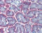 Inosine Monophosphate Dehydrogenase 1 antibody, ARP54363_P050, Aviva Systems Biology, Immunohistochemistry frozen image 