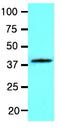 Wnt Family Member 3A antibody, ab81614, Abcam, Western Blot image 