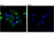 Proopiomelanocortin antibody, 23499S, Cell Signaling Technology, Immunocytochemistry image 