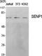 SUMO Specific Peptidase 1 antibody, A02156-1, Boster Biological Technology, Western Blot image 