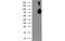 Asparagine synthetase [glutamine-hydrolyzing] antibody, MBS831382, MyBioSource, Western Blot image 