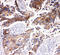 Monocarboxylate transporter 5 antibody, LS-C313512, Lifespan Biosciences, Immunohistochemistry frozen image 