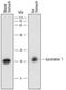 Gastrokine-1 antibody, PA5-47913, Invitrogen Antibodies, Western Blot image 