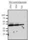 TEV Cleavage Site antibody, MA1-124, Invitrogen Antibodies, Western Blot image 