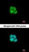 Basic Helix-Loop-Helix Family Member E40 antibody, orb74054, Biorbyt, Immunofluorescence image 
