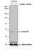 Lamin B2 antibody, NBP2-43834, Novus Biologicals, Western Blot image 