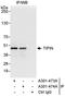 TIMELESS-interacting protein antibody, A301-473A, Bethyl Labs, Immunoprecipitation image 