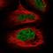 WD Repeat Domain 92 antibody, HPA035335, Atlas Antibodies, Immunofluorescence image 