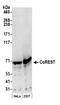 REST Corepressor 1 antibody, A300-130A, Bethyl Labs, Western Blot image 