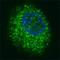 c-met antibody, F40182-0.4ML, NSJ Bioreagents, Immunofluorescence image 