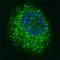 HGF/SF receptor antibody, F40182-0.4ML, NSJ Bioreagents, Immunofluorescence image 