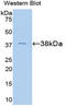 Annexin A5 antibody, LS-C301675, Lifespan Biosciences, Western Blot image 