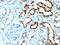 Milk Fat Globule-EGF Factor 8 Protein antibody, GTX34839, GeneTex, Immunohistochemistry paraffin image 