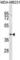 TOX High Mobility Group Box Family Member 2 antibody, abx031037, Abbexa, Western Blot image 