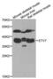 ETS Variant 7 antibody, abx005210, Abbexa, Western Blot image 