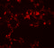 MRE11 Homolog, Double Strand Break Repair Nuclease antibody, 5547, ProSci, Immunofluorescence image 