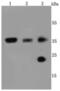 Aquaporin 1 (Colton Blood Group) antibody, NBP2-67162, Novus Biologicals, Western Blot image 