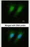 Selenophosphate Synthetase 1 antibody, PA5-28610, Invitrogen Antibodies, Immunofluorescence image 