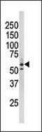 RAD9 Checkpoint Clamp Component A antibody, GTX50886, GeneTex, Western Blot image 