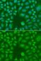 TLE Family Member 5, Transcriptional Modulator antibody, LS-C409423, Lifespan Biosciences, Immunofluorescence image 