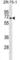 Serine/Threonine Kinase Like Domain Containing 1 antibody, abx030142, Abbexa, Western Blot image 