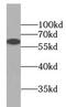 Interferon Regulatory Factor 2 Binding Protein 2 antibody, FNab04388, FineTest, Western Blot image 