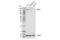 Transcriptional Repressor GATA Binding 1 antibody, 17936S, Cell Signaling Technology, Western Blot image 