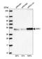 KRR1 Small Subunit Processome Component Homolog antibody, NBP1-92060, Novus Biologicals, Western Blot image 