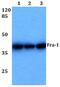 FOS Like 1, AP-1 Transcription Factor Subunit antibody, PA5-36150, Invitrogen Antibodies, Western Blot image 