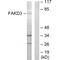 FAST Kinase Domains 3 antibody, A14273, Boster Biological Technology, Western Blot image 