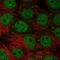 NSE1 Homolog, SMC5-SMC6 Complex Component antibody, NBP1-92201, Novus Biologicals, Immunofluorescence image 