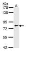 Myosin Light Chain Kinase 2 antibody, GTX111514, GeneTex, Western Blot image 