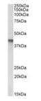 Leukocyte elastase inhibitor A antibody, orb178384, Biorbyt, Western Blot image 