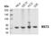 Serine/Threonine Kinase 24 antibody, 3723S, Cell Signaling Technology, Western Blot image 