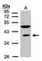 Ribonucleic Acid Export 1 antibody, PA5-21739, Invitrogen Antibodies, Western Blot image 