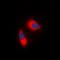 Neutrophil Cytosolic Factor 1 antibody, orb382455, Biorbyt, Immunofluorescence image 