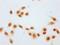 Histone Cluster 1 H1 Family Member D antibody, orb517108, Biorbyt, Immunocytochemistry image 