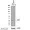 Heat Shock Protein Family B (Small) Member 1 antibody, NBP1-75477, Novus Biologicals, Western Blot image 