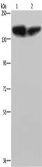 Phospholipase C Beta 3 antibody, CSB-PA906272, Cusabio, Western Blot image 