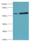 MAPK Associated Protein 1 antibody, LS-C379207, Lifespan Biosciences, Western Blot image 