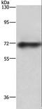 ATP Binding Cassette Subfamily B Member 8 antibody, LS-C400537, Lifespan Biosciences, Western Blot image 