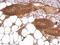 WW Domain Containing Oxidoreductase antibody, GTX113325, GeneTex, Immunohistochemistry paraffin image 