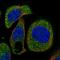 Osteoclast Stimulating Factor 1 antibody, HPA020514, Atlas Antibodies, Immunofluorescence image 