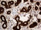 SERPINE1 MRNA Binding Protein 1 antibody, LS-C337010, Lifespan Biosciences, Immunohistochemistry frozen image 