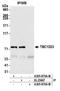 TBC1 Domain Family Member 23 antibody, A305-870A-M, Bethyl Labs, Immunoprecipitation image 