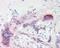 Corticotropin Releasing Hormone antibody, GTX101251, GeneTex, Immunohistochemistry paraffin image 