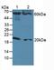 Fas Associated Via Death Domain antibody, LS-C293825, Lifespan Biosciences, Western Blot image 