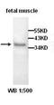 PDZ And LIM Domain 3 antibody, orb77039, Biorbyt, Western Blot image 