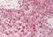 Phosphatidylserine Synthase 1 antibody, ARP47068_P050, Aviva Systems Biology, Immunohistochemistry frozen image 